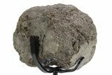 Fossil Hadrosaur Caudal Vertebra w/ Metal Stand - Texas #243663-2